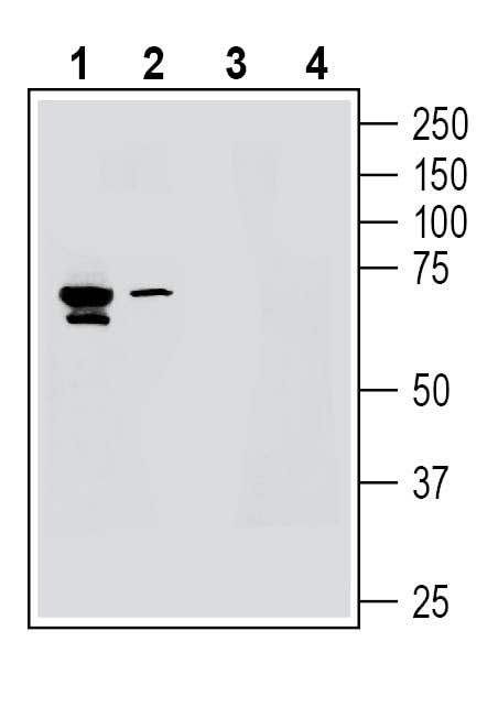 Anti-K<sub>V</sub>8.1 (KCNV1) Antibody