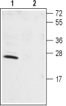 KChIP1/KCNIP1 Blocking Peptide
