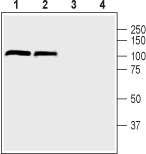 DPP6 (extracellular) Blocking Peptide