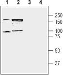 DPP10 (extracellular) Blocking Peptide