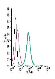 Anti-K<sub>V</sub>1.5 (KCNA5) (extracellular)-FITC Antibody