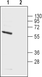 Kv1.5/KCNA5 (extracellular) Blocking Peptide