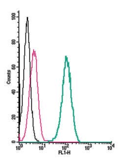 Anti-KCNMA1 (K<sub>Ca</sub>1.1) (extracellular) Antibody
