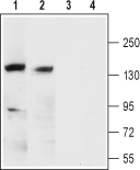 KCNMA1/KCa1.1 (extracellular) Blocking Peptide