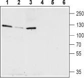 KCNQ5 Blocking Peptide