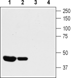 Anti-K<sub>V</sub>1.8 Antibody
