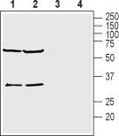 Anti-KCNK15 (TASK-5) (extracellular) Antibody