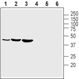 Kir2.1/KCNJ2 (extracellular) Blocking Peptide
