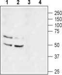 Anti-K<sub>V</sub>1.1 (KCNA1) (extracellular) Antibody - Carrier Free