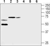 Anti-K<sub>V</sub>1.2 (KCNA2) (extracellular) Antibody - Carrier Free