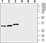 Anti-KCNE1 (IsK) Antibody