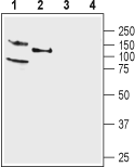 KCNQ4 Blocking Peptide