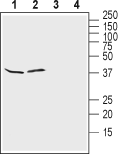 Anti-K<sub>ir</sub>4.1 (KCNJ10) (extracellular) Antibody