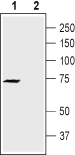Kv1.4 (extracellular) Blocking Peptide