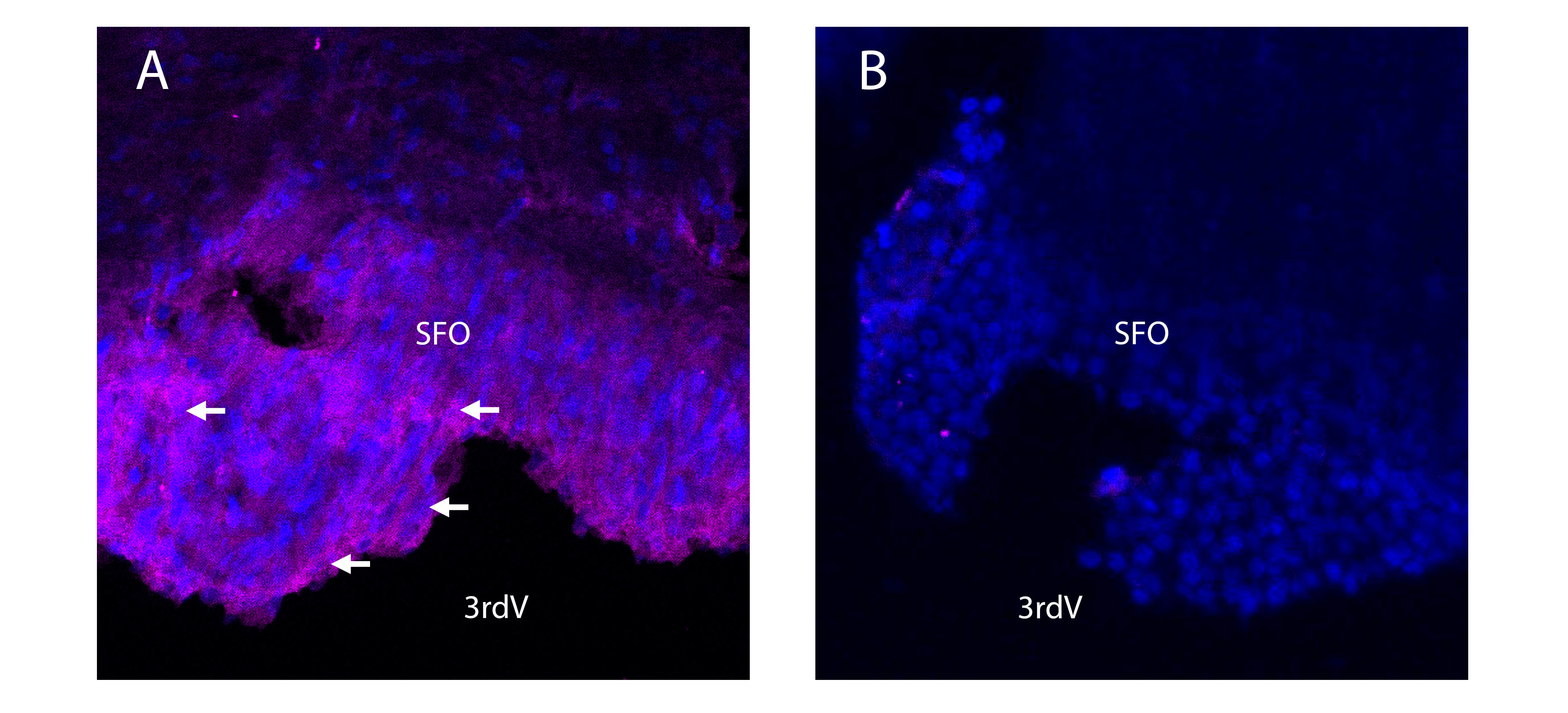 Anti-KCNQ1 (extracellular)-ATTO Fluor-647N Antibody