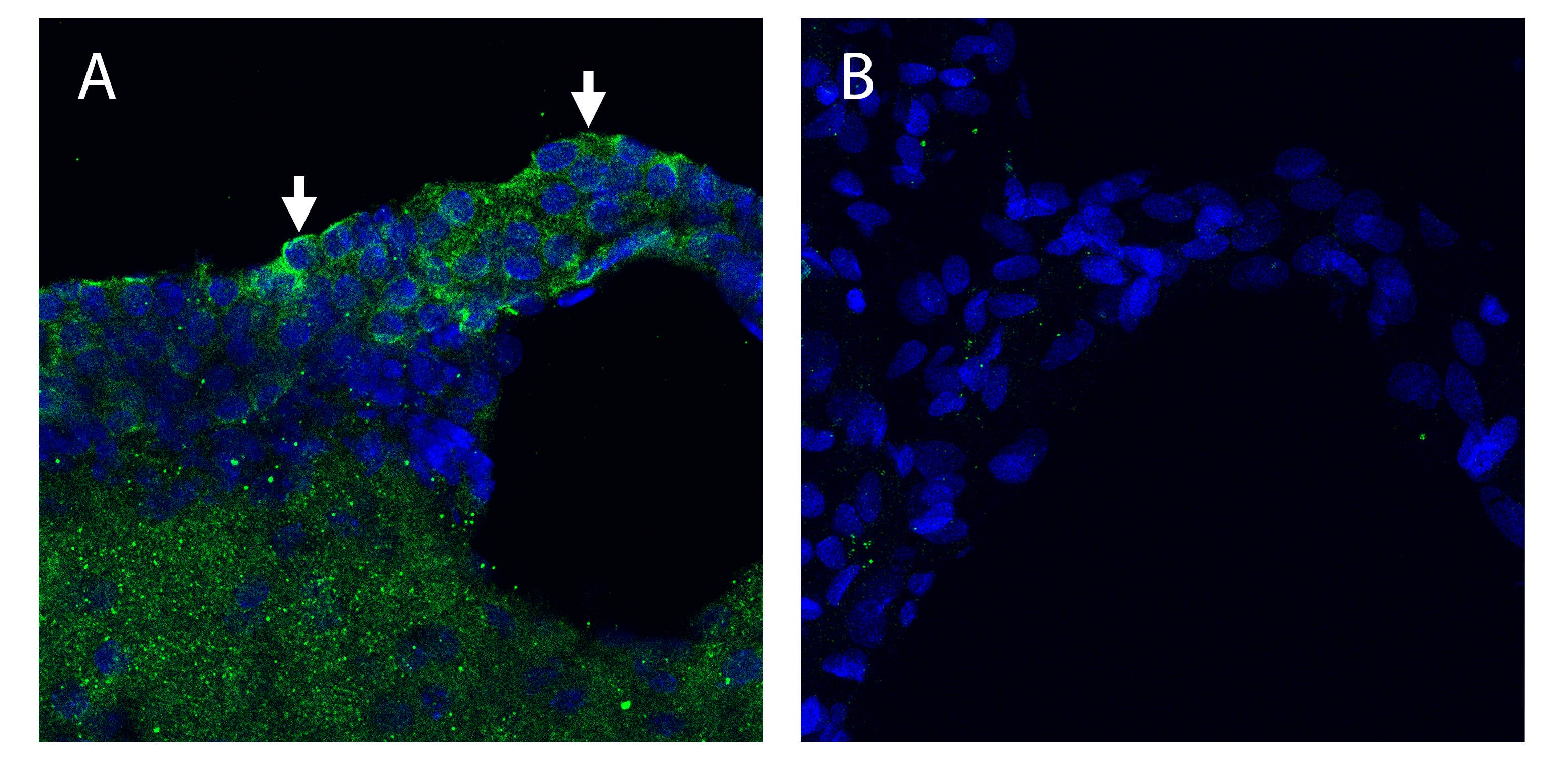 Anti-KCNQ1 (extracellular) Antibody
