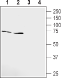 KCNQ1 (extracellular) Blocking Peptide