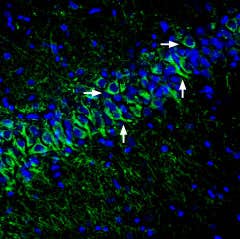 Anti-KCNK12 (THIK-2) (extracellular) Antibody
