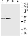 Anti-KCNK12 (THIK-2) (extracellular) Antibody - Carrier Free