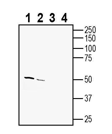 TMEM175 Blocking Peptide