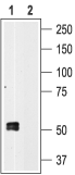 P2X1 Receptor Blocking Peptide