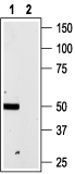 Anti-P2X4 Receptor Antibody - Carrier Free