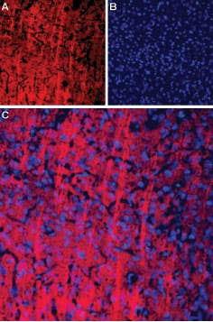 Anti-P2X2 Receptor-ATTO Fluor-594 Antibody