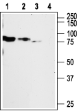 P2X2 Receptor Blocking Peptide