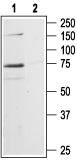 P2X7 Receptor Blocking Peptide