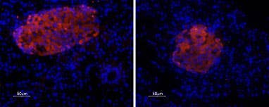 Anti-P2X7 Receptor Antibody