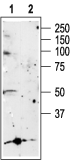 P2X5 Receptor Blocking Peptide