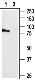 P2Y4 Receptor Blocking Peptide