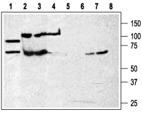 P2X7 Receptor (extracellular) Blocking Peptide