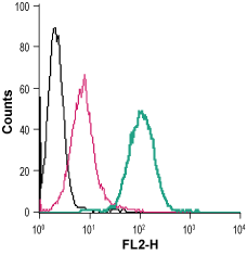 Anti-P2X7 Receptor (extracellular)-PE Antibody