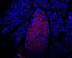 Anti-P2X7 Receptor (extracellular) Antibody