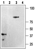 P2Y12 Receptor Blocking Peptide