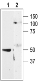 Anti-Human P2Y11 Receptor Antibody