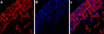 Anti-P2X3 Receptor-ATTO Fluor-594 Antibody