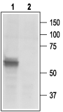 Anti-P2X3 Receptor Antibody - Carrier Free