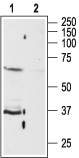 Anti-P2Y13 Receptor Antibody - Carrier Free