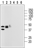 P2Y14 Receptor (extracellular) Blocking Peptide
