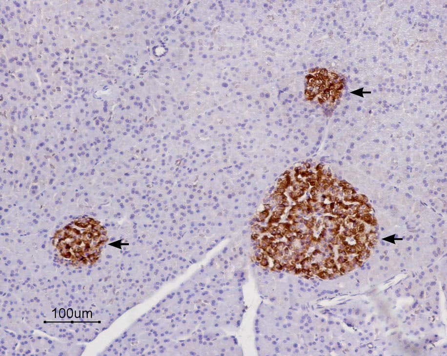 Anti-P2Y14 Receptor (extracellular) Antibody