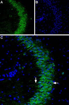 Anti-P2Y1 Receptor (extracellular)-ATTO Fluor-488 Antibody