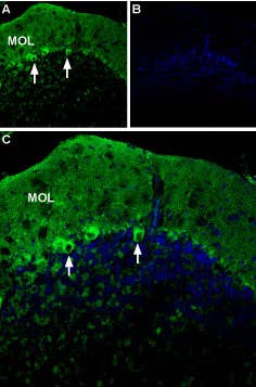Anti-P2X1 Receptor (extracellular)-ATTO Fluor-488 Antibody
