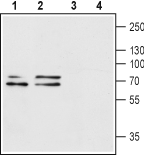 Anti-P2X1 Receptor (extracellular) Antibody - Carrier Free