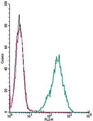 Anti-P2X4 Receptor (extracellular)-PE Antibody