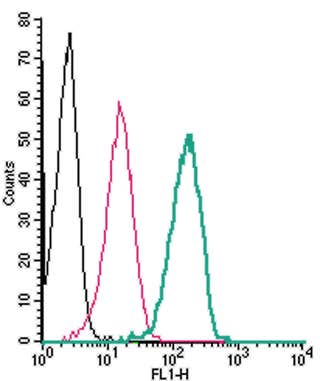 Anti-P2X4 Receptor (extracellular) Antibody