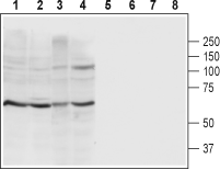 P2X4 Receptor (extracellular) Blocking Peptide