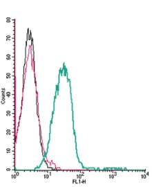 Anti-P2X3 Receptor (extracellular) Antibody