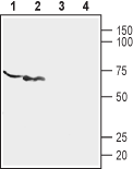 Anti-P2X6 Receptor (extracellular) Antibody